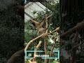 動くナマケモノ　moving sloth 移動樹懶