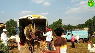 || Jabardast Racing Bull of Nidagal Khanapur ||