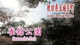 【秋田県五城目町　雀舘公園】秋田の桜とドローンと私【DJI mini2】