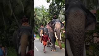 കൊപ്പം ജിഷ്ണുവും സാധുവും കൂടെ കാളിയും #elephant #viralvideo #kerala #keralaelephant