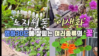 SUB)노지월동 강한꽃 추천|귀한 흰색 금낭화꽃|제비꽃|겹철쭉..|야생화꽃|중부지방|