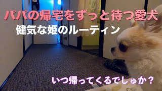 パパの帰宅を待つチワワのピーチ、凛、トイプードルのコテツを隠し撮り！！！dog life