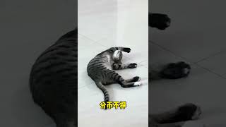 每天啥事不干，主打的就是一个陪伴🙄#萌宠 #猫咪 #狸花猫