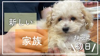 【お迎え】可愛すぎる生後2ヶ月半の子犬（トイプードル）がやってきた！