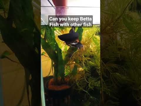 Can betta fish kill other fish?