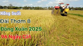 Năng Suất Đài Thơm 8 | Đông Xuân 2025 | nguyễn tới st