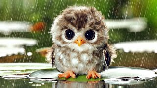 Soothing Bird and Rain Sounds 🌧️🌧️🌧️ Heal Anxiety, Depression, Soothe the Heart, Relaxation Melody