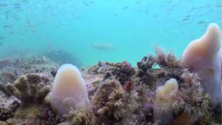 Hogfish and Filefish from Veterans Reef