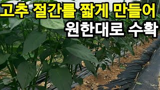 고추가 많이 달리고  원한대로 수확  다수확 방법은~