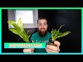 AMAZON SWORD AND ROSETTE SWORD - AQUARIUM PLANT CARE GUIDE