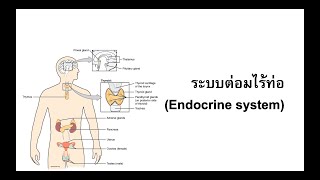 1 บทนำต่อมไร้ท่อ