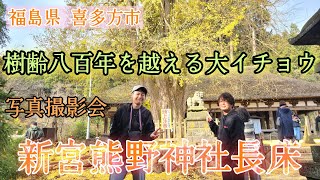 #237【福島県喜多方市】イチョウが枚散るなか、イチョウのじゅうたんを歩く～県内でも人気のスポット！「新宮熊野神社」の樹齢800年を越える大イチョウで紅葉写真撮影会