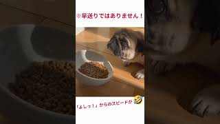 【早送りではない】よしっ！から猛スピードでドッグフードを食べるパグ