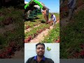 🤔தக்காளி அறுவடை மெஷின்⁉️ tomato harvester machine 💥 trending tomato machine harvester shorts