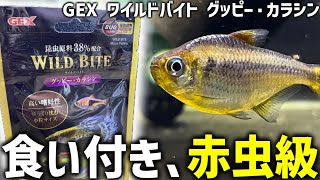 【エサ】食い付き最強！？2024年最新の餌をテトラにあげてみた！やっぱり昆虫の力はすごい…｜GEX ワイルドバイト グッピー・カラシン【アクアリウム】【テトラ水槽】