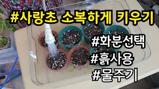 24년  #사랑초 다시 시작해요. (#화분사이즈 #전용흙 #물주기)