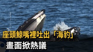 吞不下？座頭鯨嘴裡吐出「海豹」　真相曝光掀熱議－民視新聞