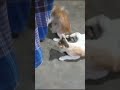 😻 leo chellakutty 😻 cat chellakutty funny comedy chellakutty petlover