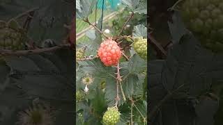 Blackberry | Organic Berry's.#viral #trending #shorts