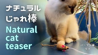 バーマン猫ラフ【ナチュラルじゃれ棒】Natural cat teaser（バーマン猫）Birman/Cat