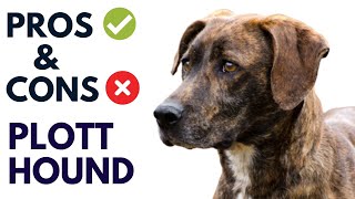 Plott Hound Breed Pros and Cons | Plott Hound Advantages and Disadvantages