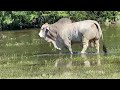 J.D. Hudgins American Brahman Herd Sires On The Ranch