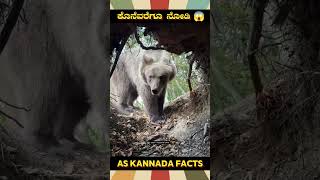 A Man Escaped From A Big Bear | #kannada #facts #karnataka #amazing #youtubeshorts #trendingshorts