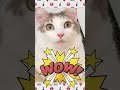 surprised cat驚くおはぎ🤩 cutecat ノルウェー ジャンフォレストキャット 猫と海外生活