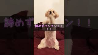 【mix犬みるちゃん】お菓子頂戴攻撃！かわいい！