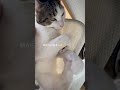 朝から日向ぼっこ🌞 cat cats catshorts 猫のいる暮らし 猫好き 猫動画 猫のいる生活 猫との暮らし ねこ ねこのいる生活 ねこ動画 ねこ部 保護猫