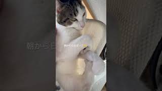 朝から日向ぼっこ🌞#cat #cats #catshorts #猫のいる暮らし #猫好き #猫動画 #猫のいる生活 #猫との暮らし #ねこ #ねこのいる生活 #ねこ動画 #ねこ部 #保護猫