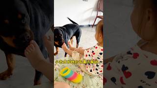 小老虎和“妹妹”的人快乐时光 #一坨 #罗威纳 #rottweiler #pets #罗威纳护卫犬 #萌宠 #向威