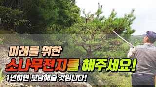 미래를 위한 소나무전지를 해주세요..1년이면 보답해줄 것입니다! / Pruning pine trees for the future 将来のための松の木の剪定 057!