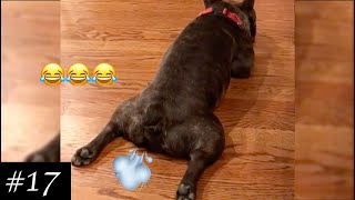FARTING DOGS Compilation 💨😂| Funniest Dog Farting | 2021