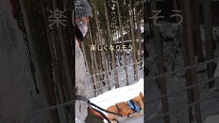 動画編集がやっと思い通りになってコーギー犬との思い出がたくさん残せそうな気がしてうきうきな飼い主 。 #雪国暮らし #コーギー #コーギーのいる暮らし # insta360