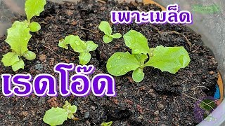 red oak lettuce salad | วิธีปลูกผักสลัดเรดโอ๊ด ปลูกดิน ต้นไม่ยืด  อ้วนแข็งแรง