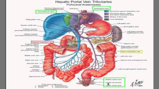 Portal Hypertension I- best HD video explanation ever!!!