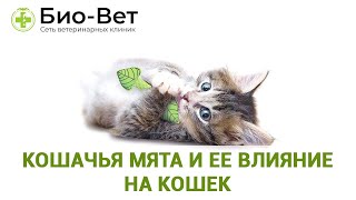 Кошачья мята и ее влияние на кошек 😻// Био-Вет