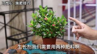 虎刺梅怎么养？园艺师教你，虎刺梅的详细养护技巧