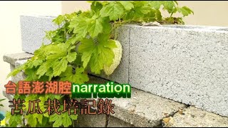 【澎湖腔台語】【屋頂小菜園】苦瓜栽培管理和栽培記錄