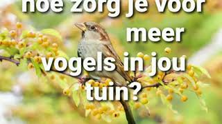 hoe krijg je meer vogels in je tuin