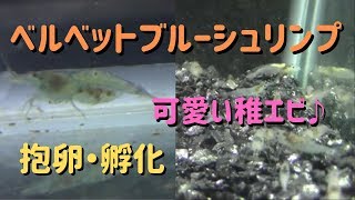 ベルベットブルーシュリンプ～産卵・孵化・成長～