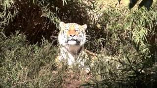 アムールトラのマオちゃん　Mao the Siberian Tiger.