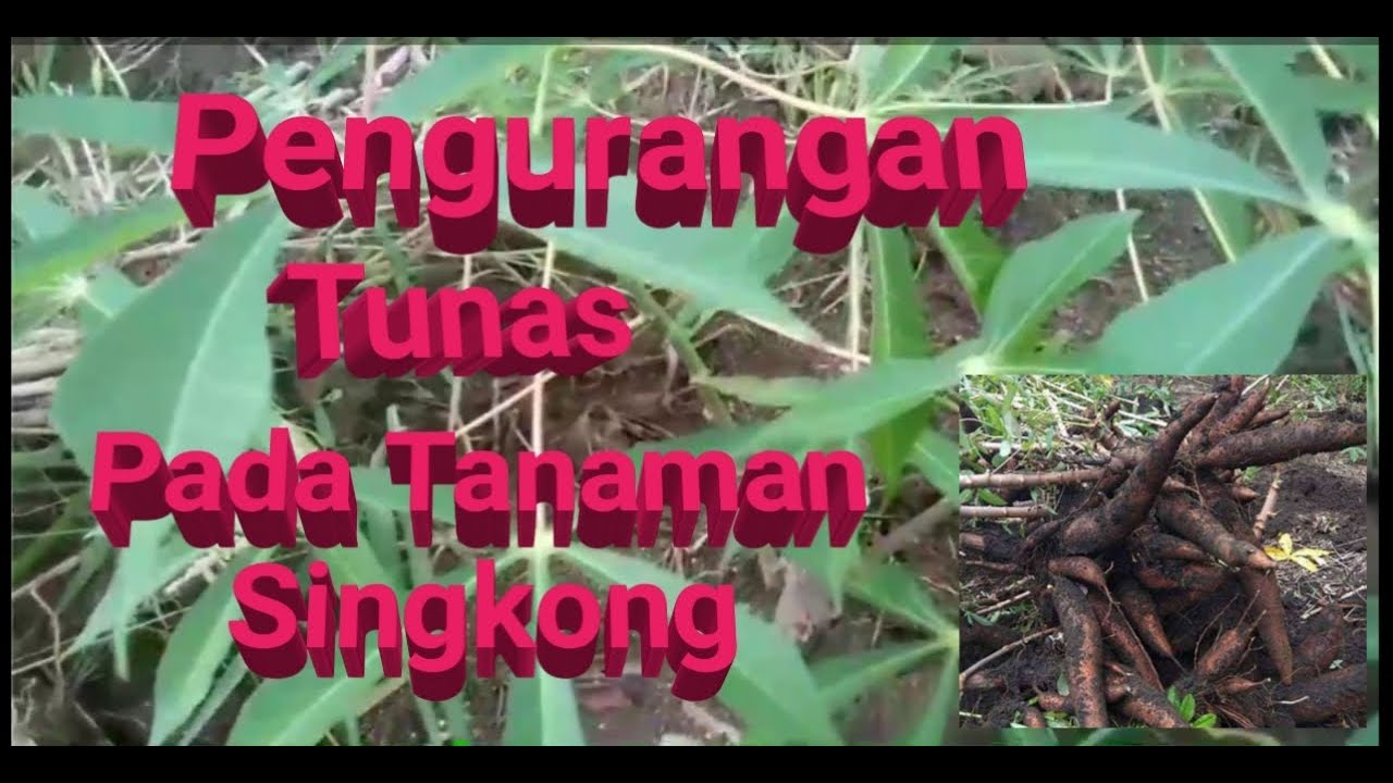 Perawatan Atau Mengurangi Tunas Pada Budidaya Tanaman Singkong - YouTube