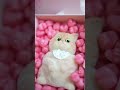 Making squishy cat with my friends #shorts # and pack with me