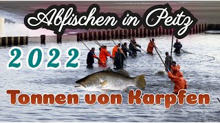 Abfischen Peitz 2022 / Hälterteich / Tonnen von Peitzer Karpfen 🐟🐟🐟