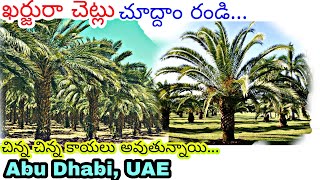 ఖర్జూరం చెట్లు, అబూ దాబి. Dates trees in Abu Dhabi,UAE.