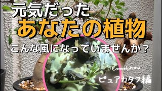 【ピュアカタフ】蘇生1/3 葉が出てこない！　生きてはいるものの成長点が変！　それ放置しないで！手遅れになりますよ！？