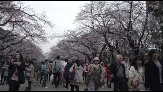 上野公園の桜 ～ようやく見頃に～ (2016.3.30)  Ueno park