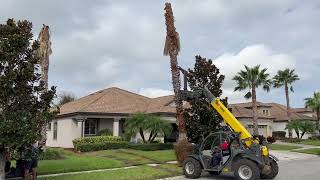 Washingtonia Palms Removal/Large Trees and Palms/Tree Removal, Transplant, and Planting